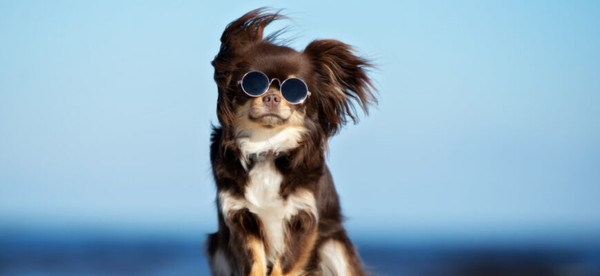 Funny,Chihuahua,Dog,Posing,On,A,Beach,In,Sunglasses